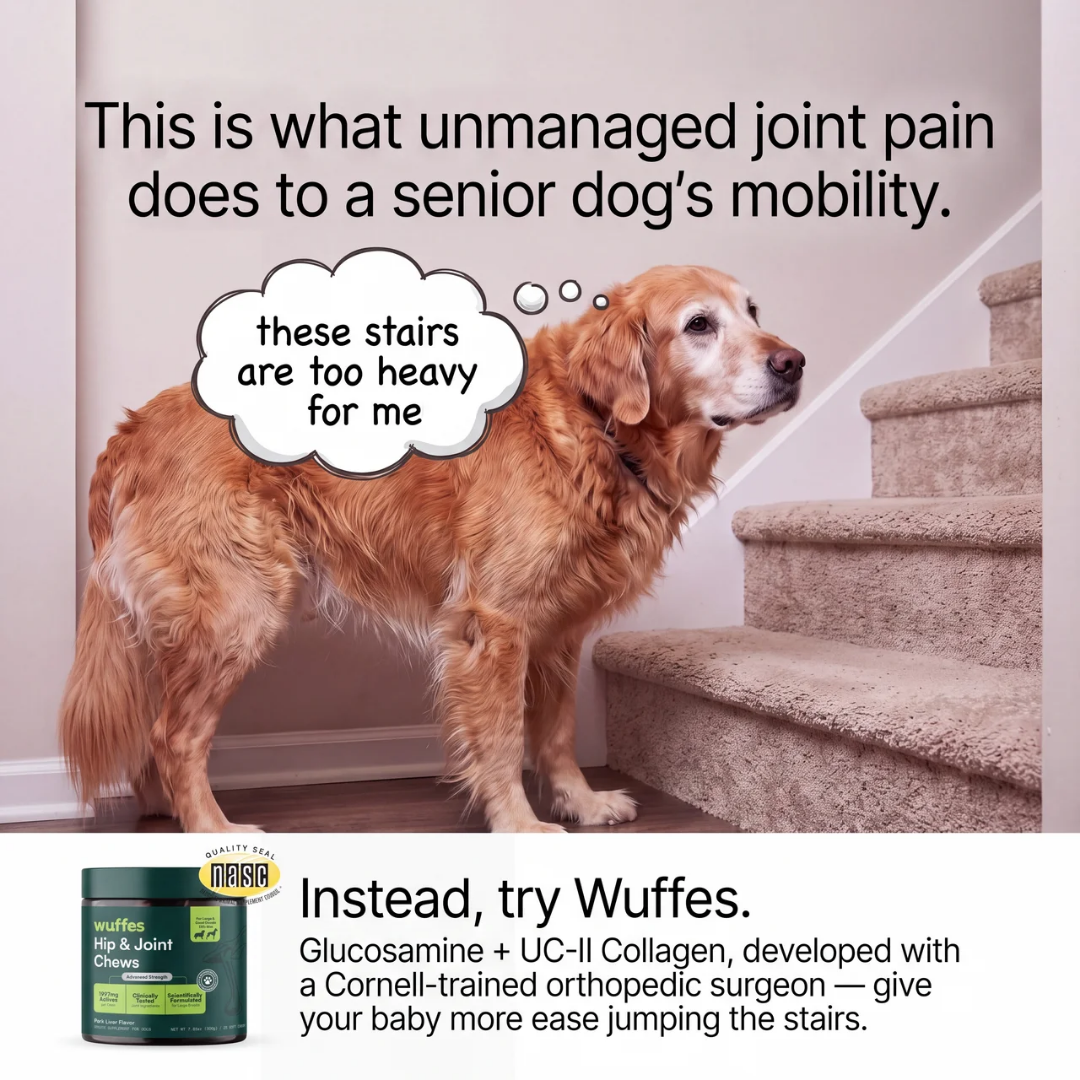 Wuffes ad — what unmanaged joint pain does to a senior dog's mobility